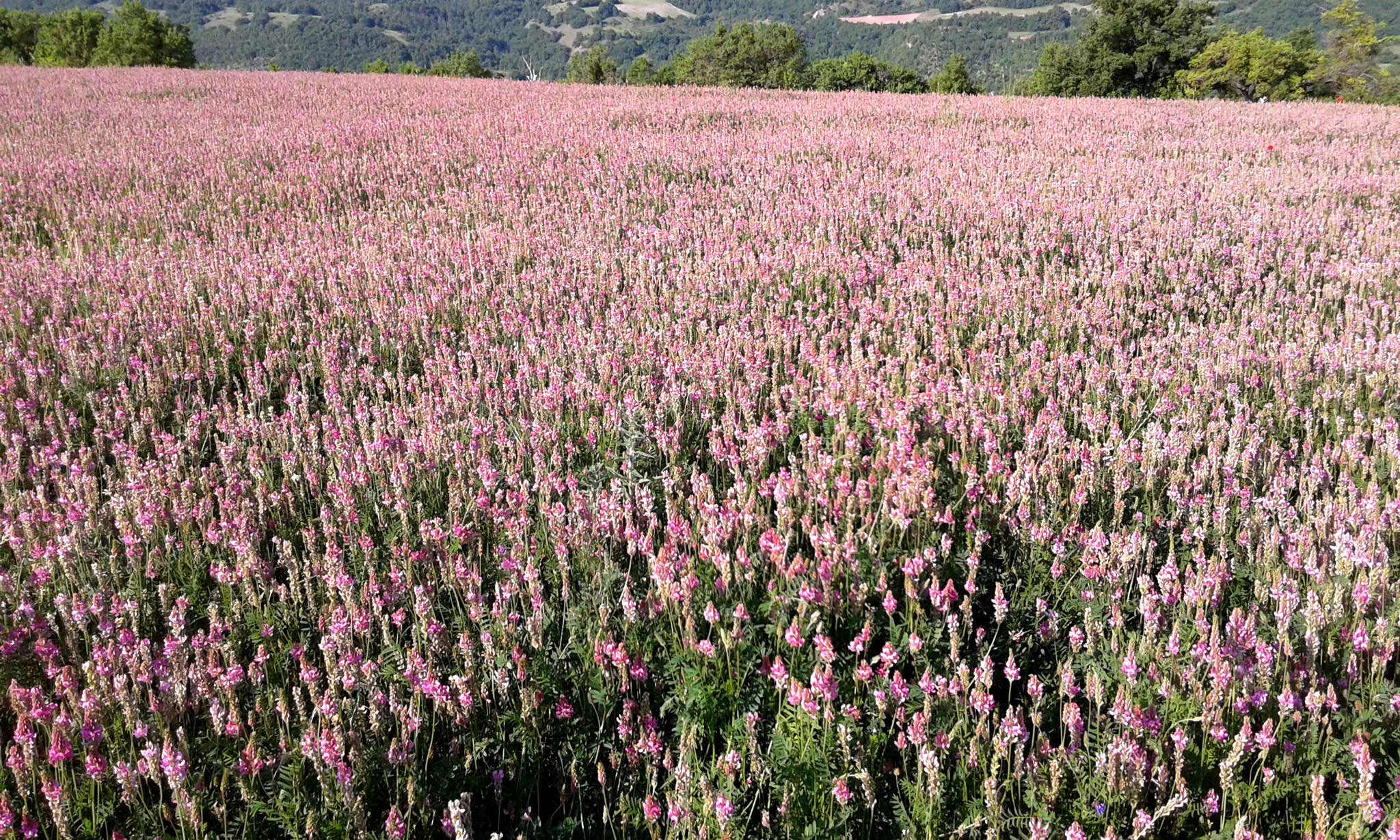 Miele di lupinella dei monti sibillini